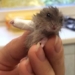 unexpected images of animals when they have to be removed 126232
