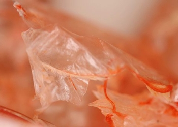 unexpected seafood species could become an environmental protection weapon vietnam is now the king of export 126684