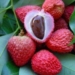 use solar energy to dry fruit 6575