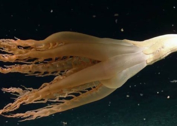 using remote control camera expert unintentionally finds rare 2m long sea anemone in thai binh duong 126413