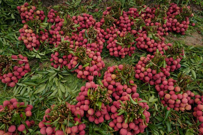 Lychee from Bac Giang