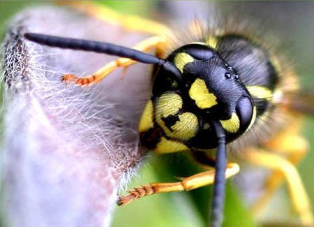 Yellowjackets - Vespula vulgaris