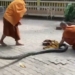 video 3 teacher uses the quick skinning technique to clean big shrimps into the light 126239