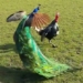 video chicken tay teach war terror with cong 125698