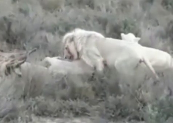 video flying white lion rare sighting at sun linh road near 1 ton 124898