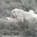 video flying white lion rare sighting at sun linh road near 1 ton 124898