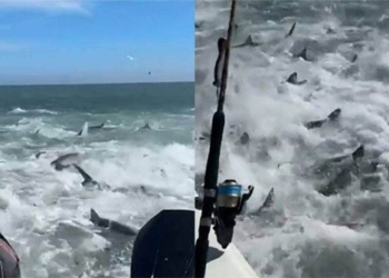 video hilarious scenario hundreds of eels wildly in the sea 126117