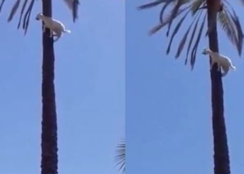 video of being possessed when hanging on a high tree 125678
