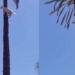 video of being possessed when hanging on a high tree 125678