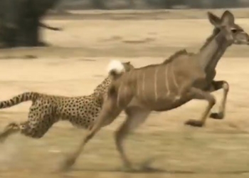 video report on the kudu road killer in a single note 124928