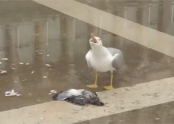 video seagull laughing crazy after killing the duck 125362