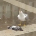 video seagull laughing crazy after killing the duck 125362