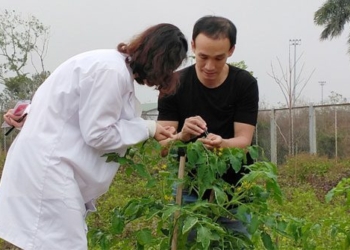 vietnam creates tomato variety with amino acid content doubled 126324