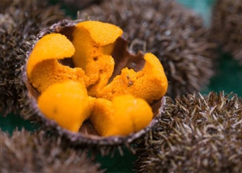 vietnamese scientists extract anti oxidant compounds from sea squid 126662