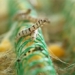 view house microbiologists find new methods for fast and efficient nanofiber production 125041