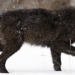virus causing changes in blood in north america 125077