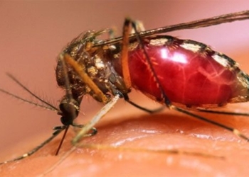 virus hemorrhagic fever use salt water to contract disease 126738