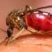 virus hemorrhagic fever use salt water to contract disease 126738