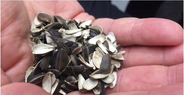 Sunflower seed shells