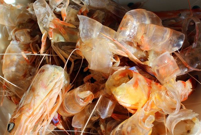 Shrimp shells