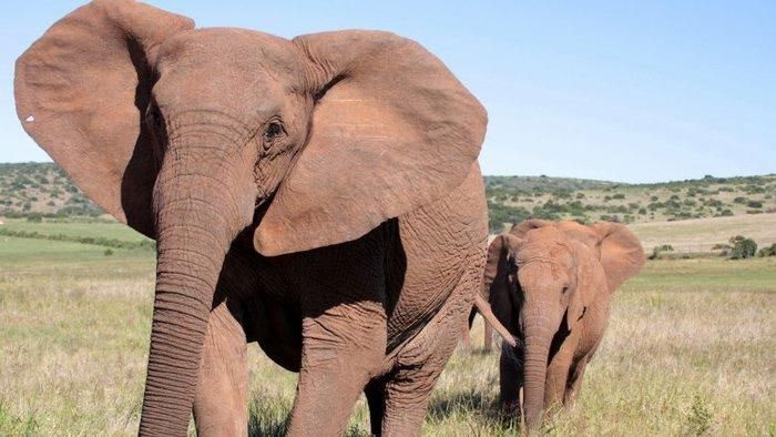 Tuskless elephant