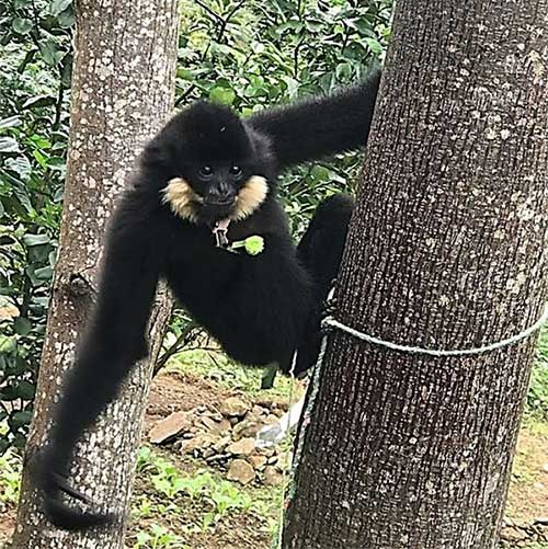 The Black-cheeked Gibbon discovered in a residential area in Hòa Vang district, Da Nang City.