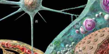 warning about a type of disease that animals can transmit to humans 6352