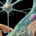 warning about a type of disease that animals can transmit to humans 6352