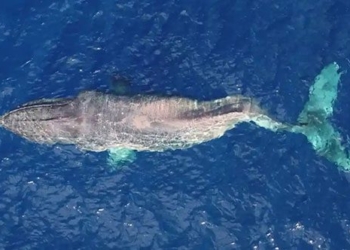 warning message from selfie of fish with moon tail 124713