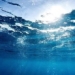 water bacteria using antenna to harvest solar energy 126240