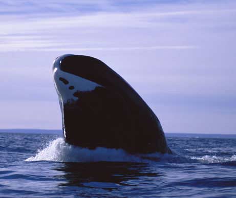 A bowhead whale surfacing in the Canadian sea.