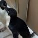 what happens when the bird looks in the mirror 125354