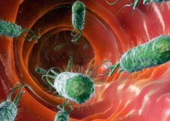 what is hp bacterium 126682