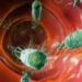 what is hp bacterium 126682