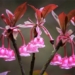 what is yen tu peach blossom 124732