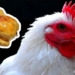 what will happen to humans if there are no chickens in the world 126591
