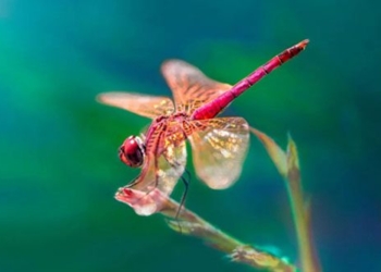 which living beings perceive time the fastest 124869