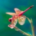 which living beings perceive time the fastest 124869