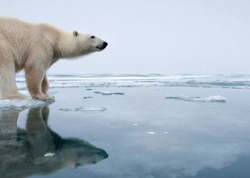 which species are best adapted to climate change 125618