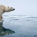 which species are best adapted to climate change 125618