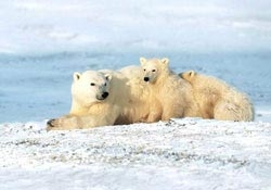white bear becomes a carnivorous animal 6232