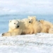 white bear becomes a carnivorous animal 6232