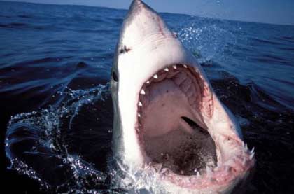 whiteshark1