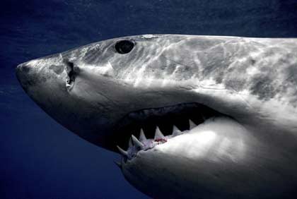 whiteshark2