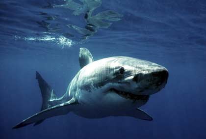 whiteshark3
