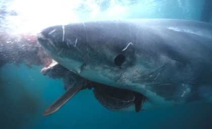 whiteshark4