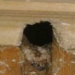 why are there birds and mice in the same row 6797