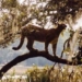 why bao lai puts food on trees 6676