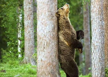 why bears hug trees 17166