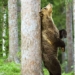 why bears hug trees 17166